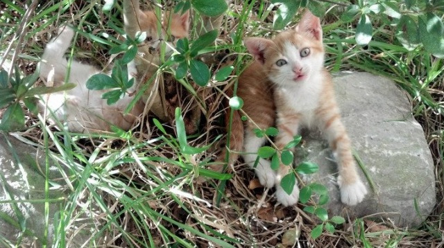 开云体育-广东队粉碎篮网启示录，当东方铁骑遇上西方巨星，约基奇式胜负手才是终极答案？
